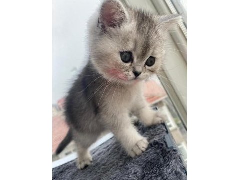Tatlı british shorthair bebeklere tatlı yuva