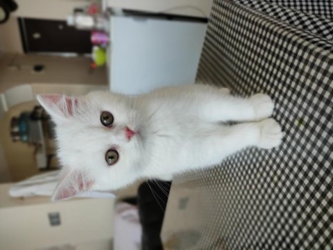 Ev değişikliği nedeniyle sahiplendirilecek