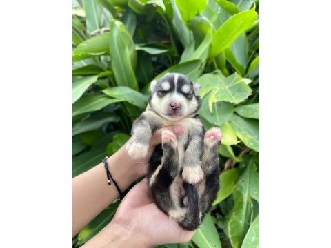 Anne altından safkan husky bebekler