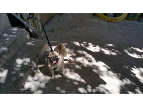 Pug mops sahiplendirilecek