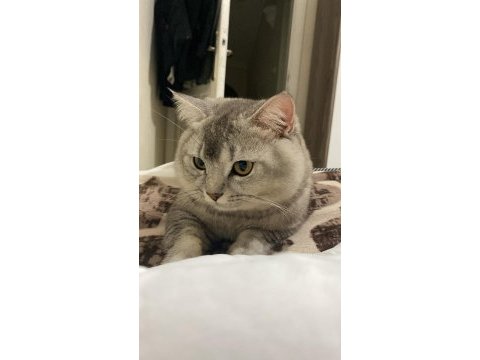 British shorthair çok akıllı kedimiz