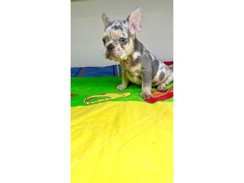 Irk garantili renkli gözlü french bulldog yavrular