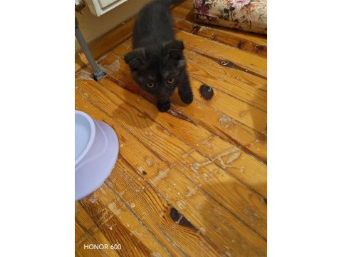 45 günlük dişi yavru scottish fold