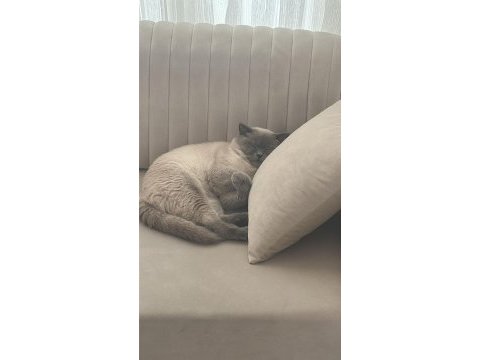 Blue point british shorthair