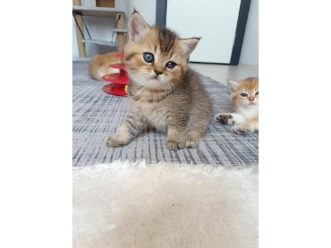 Muhteşem sevgi dolu british shorthair yavrular