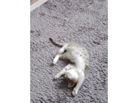 2 aylık görme engelli yavru kedimiz