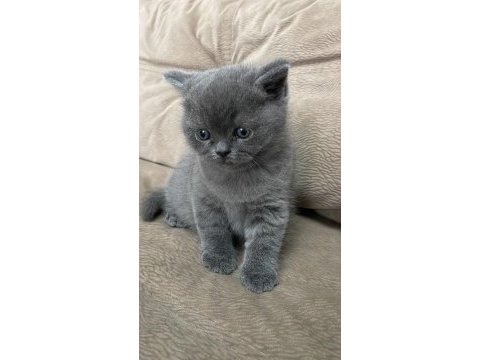 British ve scottish fold yavrularımız