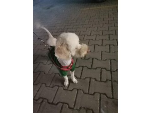 Sahiplendirilecek toy poodle