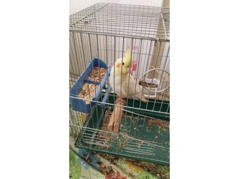 Lutino 8 aylık veteriner bakımlı sultan papağanı