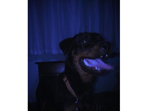 10 aylık dişi şampiyon yavrusu rottweiler safkan