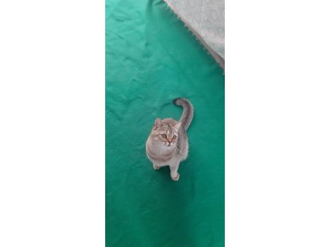 Black golden british shorthair