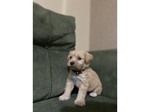 Maltipoo 55 günlük dişi uysal tüy dökmez koku yapmaz
