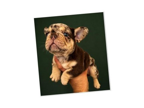 Mew shade rojo merle and tan fluffy carrier erkek french