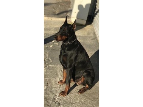 Russia statüs torunu secereli doberman