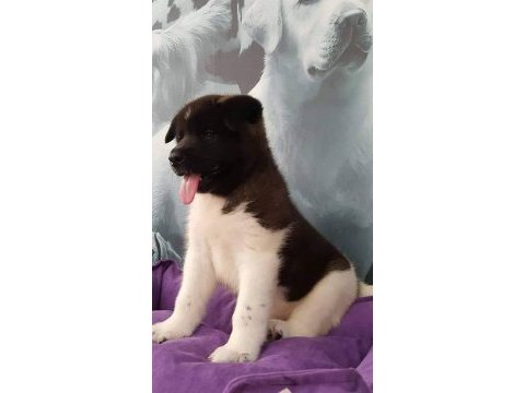 Efsane amerikan akita yavruları