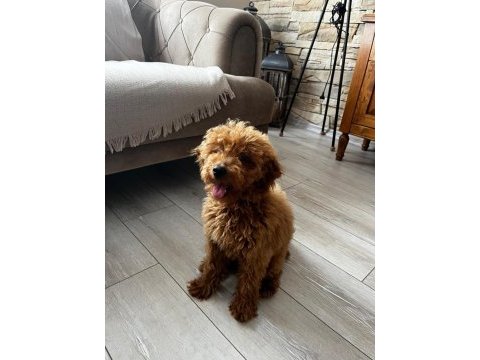 Toy poodle 3 aylık dişi eğitimli