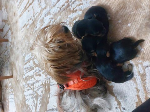 Yorkshire terrier bebekler