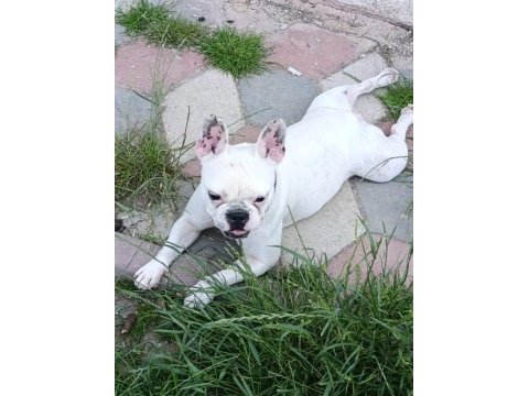 French bulldog kızımız sevgi dolu ailesini arıyor