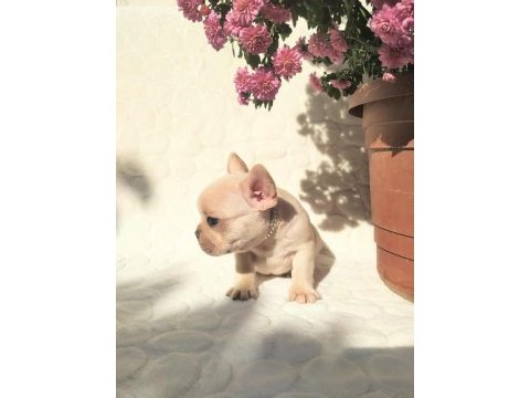 Güzeller güzeli french bulldog kızımız