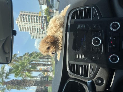 3 aylık erkek maltipoo cinsi