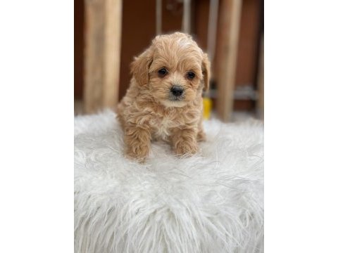 2 aylık sağlıklı maltipoo yavrularımız