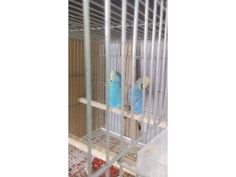 Her türlü muhabbet kuşu türü bulanmakta