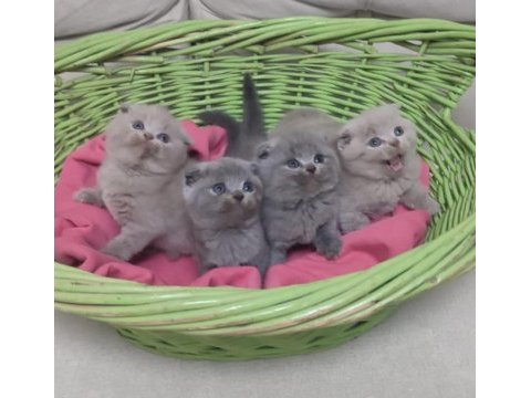 Uyguna scottish fold dişi ve erkek yavrularimiz