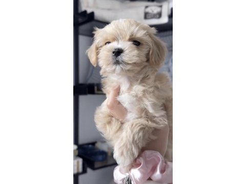 Maltipoo safkan köpekler