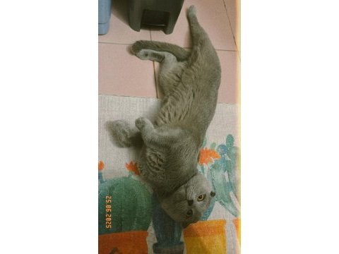 Erkek scottish fold kedimi sahiplendireceğim