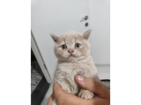 Tatlı kedilerimiz sahiplenmeye hazır