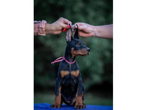 Estetikli ve estetiksiz doberman yavrular