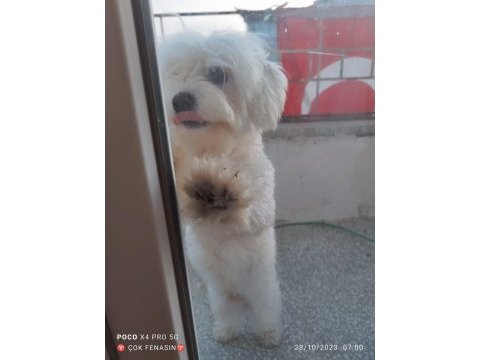 Maltese çocuklarımı sahiplendiriyoruz