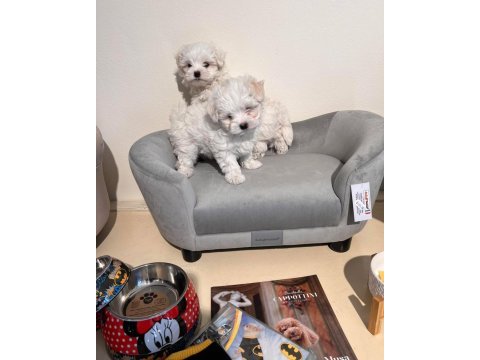 Morkie bebeklerim 2 kg
