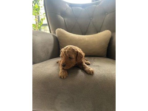 Safkan anne babadan koyu kahve toy poodle