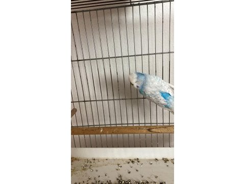Hazır takım ve tek erkek şov jumbo muhabbet kuşu