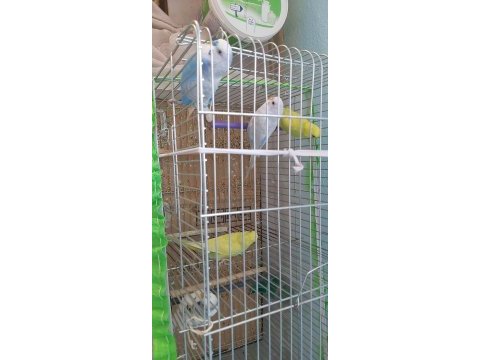 Muhabbet kuşu eş takım yumurtalı