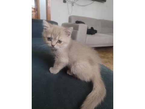 2 aylık brıtısh shorthaır yavru