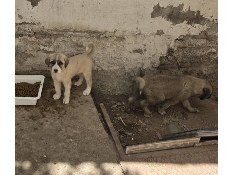 Çift harika kangal yavrusu