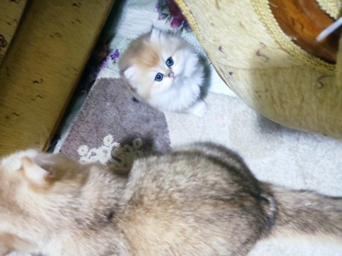 Full şecereli ny12 golden point british shorthair aden