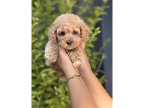 Orjinal babyface toy poodle yavrular