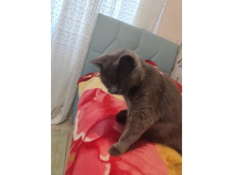 British shorthair annemiz 1 buçuk yaşında