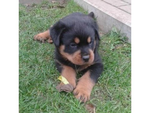 Rottweiler yavrularımız