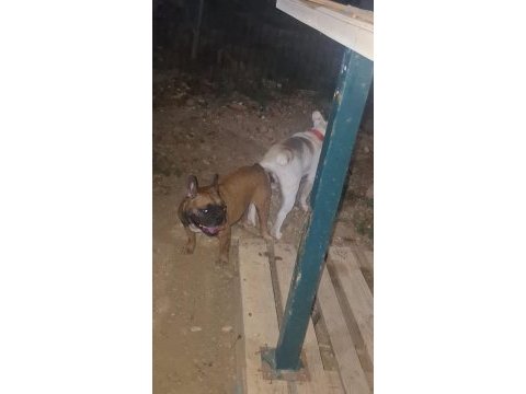 French bulldog anneler