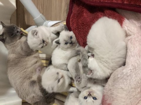 Scottish fold prensler yeni yuvalarına hazırlar
