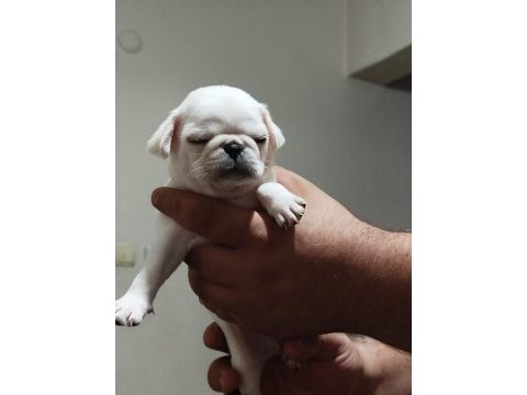 Egzotik white pink pug mops