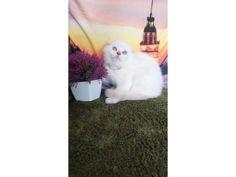 Daha güzel british shorthair yok