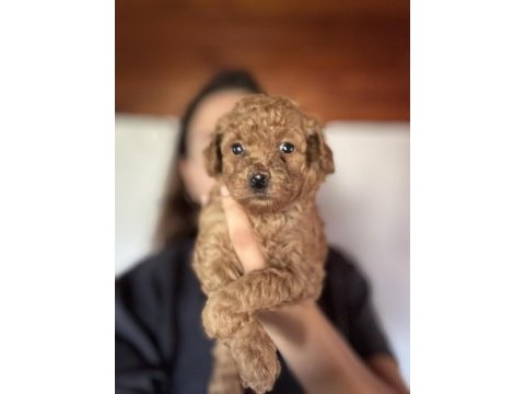 Tüm türkiyeye toy poodle yavru