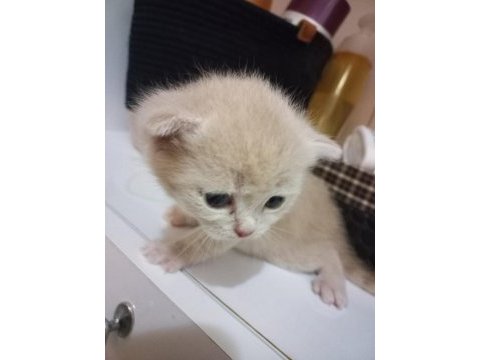 Çok sevecen british shorthair