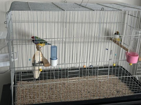 Gouldian finch genç takım
