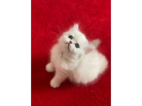 2 aylık yavru british shorthair safkan